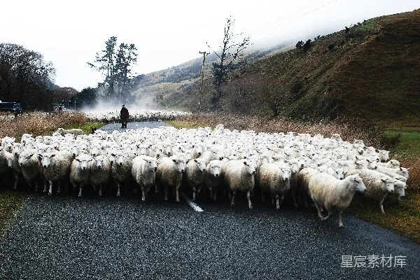 高清摄影 白羊在混凝土人行道上跳跃