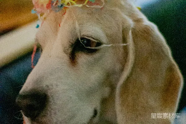 高清摄影 成年黄色拉布拉多寻回犬的宏观摄影