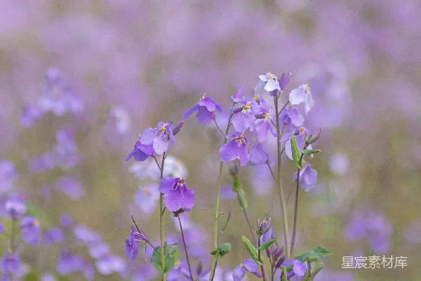 高清摄影 一朵花的特写