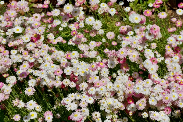 高清摄影 一片田野里开着许多白粉相间的花朵。