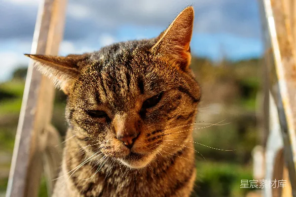 一只猫坐在台阶上的特写镜头