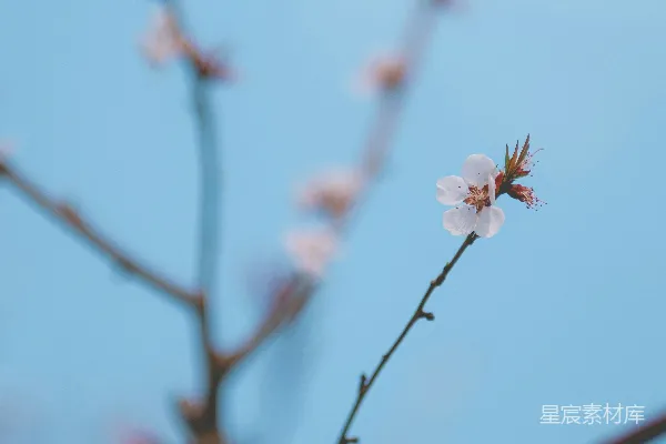 高清摄影 一枝白色的花