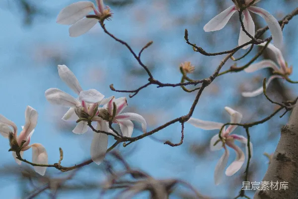 高清摄影 一棵开白色花的树