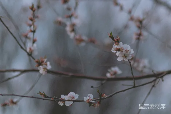高清摄影 一张特写照片，展示了一根树枝上的白色花朵。