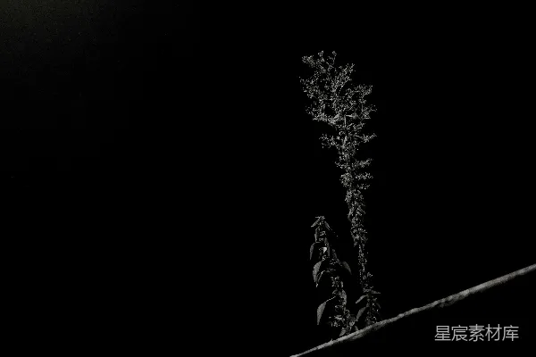 高大的植物在暗夜中轮廓鲜明