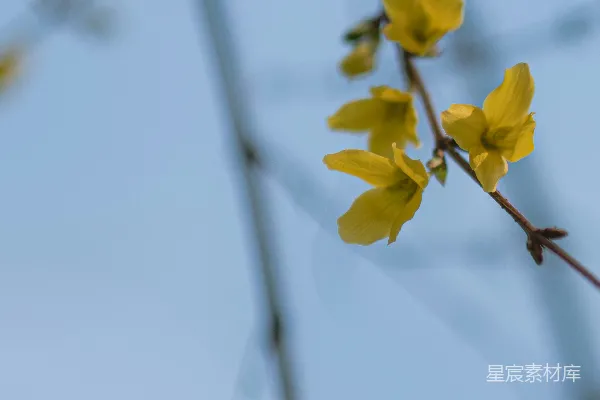 高清摄影 一朵黄色花朵的特写