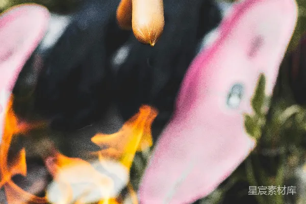 粉色和白色的花瓣