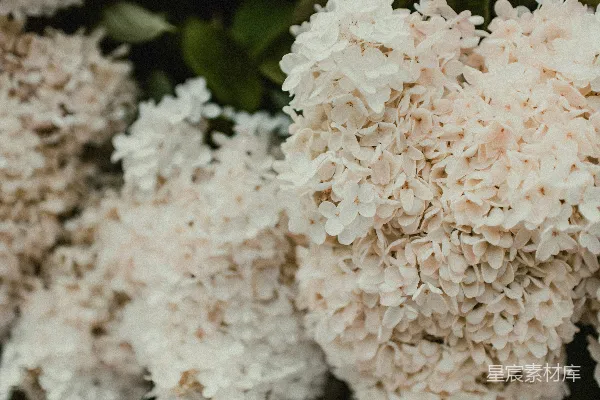 盛开的白绣球花