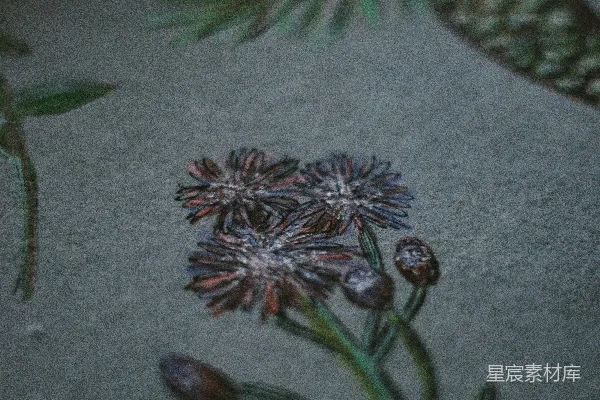 高清摄影 绿色和棕色的松果