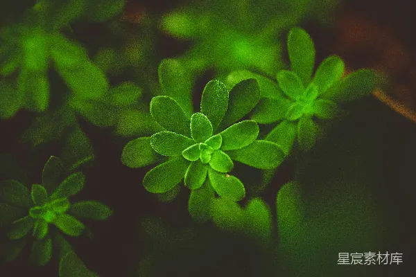 鲜艳绿色仙人掌植物的特写镜头。