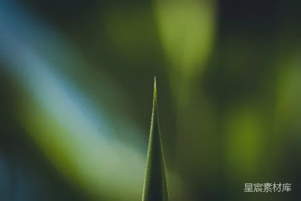 一棵绿植的特写镜头，背景模糊。