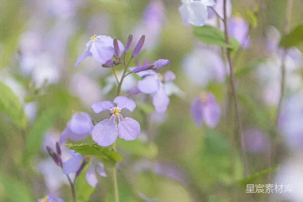 高清摄影 一朵花的特写