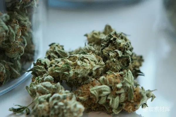 绿 Kush 接近玻璃罐