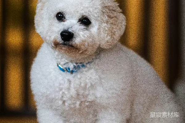 白色贵宾犬幼犬站在棕色木质地板上