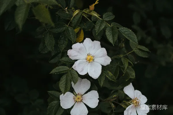高清摄影 白花绿叶
