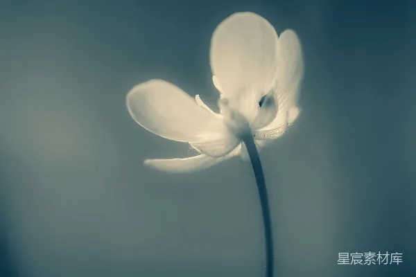 黑白照片中一朵白色的花朵