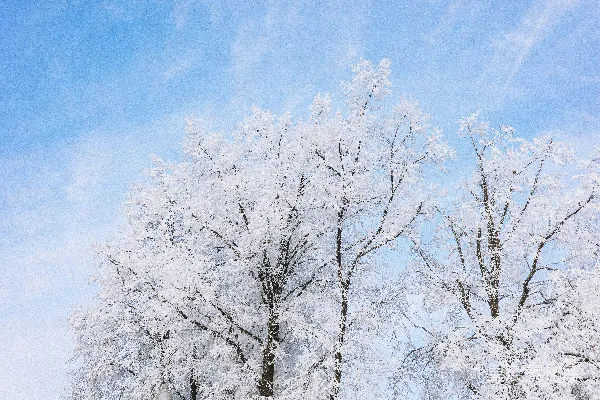 雪覆盖的树木映衬着湛蓝的天空。