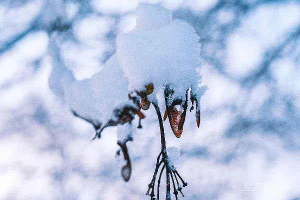 白雪