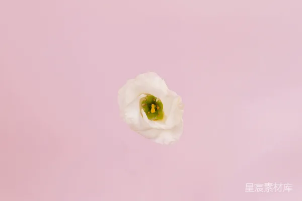 白玫瑰的特写摄影
