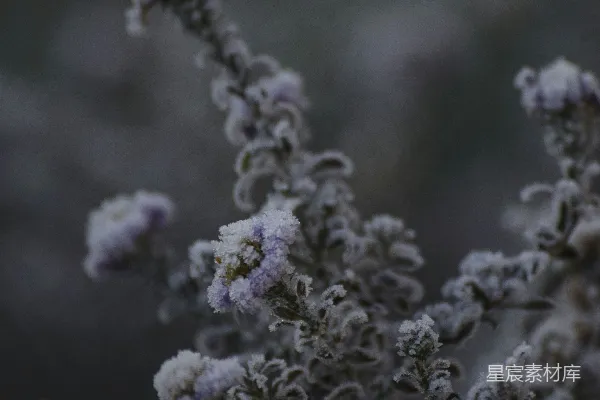 一棵植物的特写镜头，上面覆盖着白雪