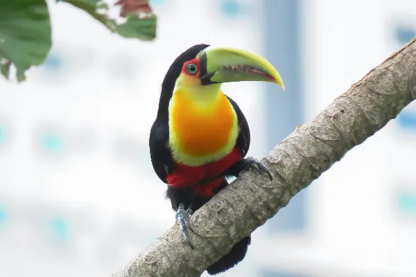 一只色彩斑斓的 toucan 靠在树干上。