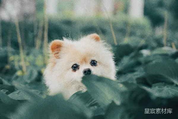 高清摄影 短毛米色小狗藏在绿叶后