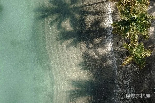 高清摄影 水边的绿色椰子树空中摄影