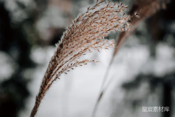 背景中有雪的植物特写