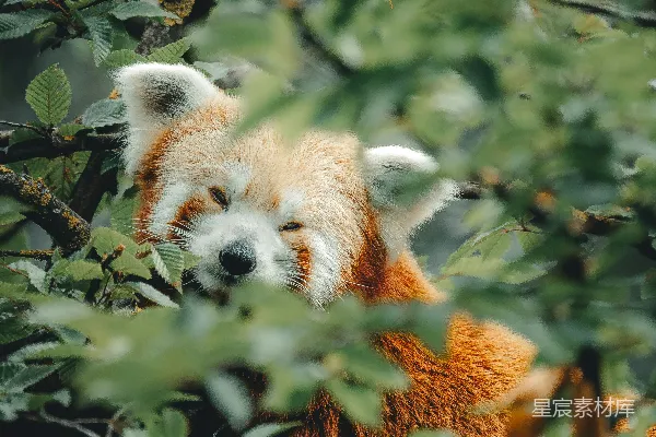 白天红熊猫在树干上