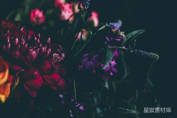 高清摄影 花卉的浅景深摄影