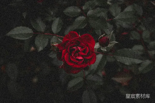高清摄影 红花