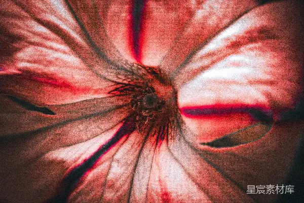 一朵红花的特写照片，背景为黑色。