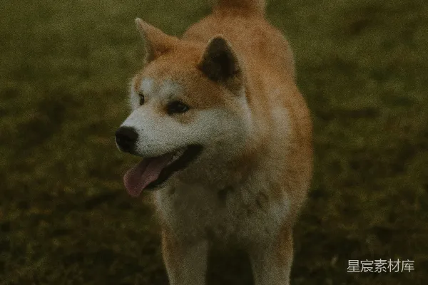 一只狗站在草地上