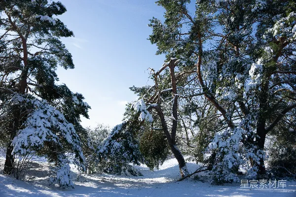 覆盖着白雪的森林里有很多树木
