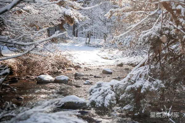 白天树木覆雪