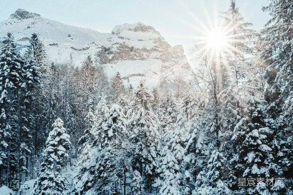白天覆有白雪的松树