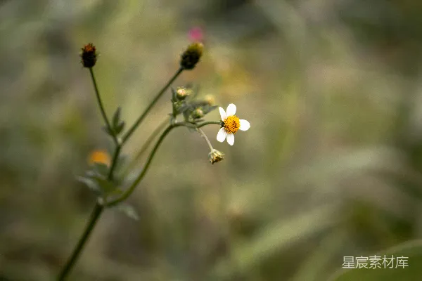 盛开的白花