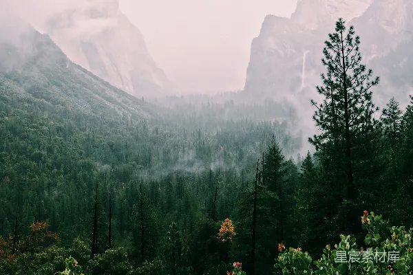 满是树木和山的森林