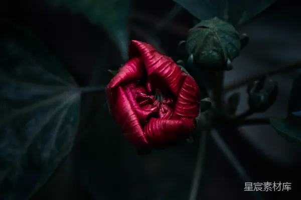 高清摄影 一朵红玫瑰，背景中还有绿色的叶子。