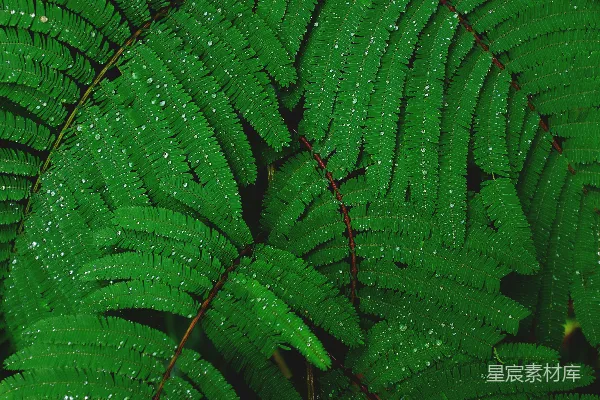 高清摄影 浅景深拍摄绿色植物