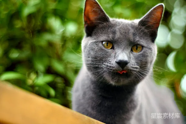 俄罗斯蓝猫趴在棕色木制围栏上