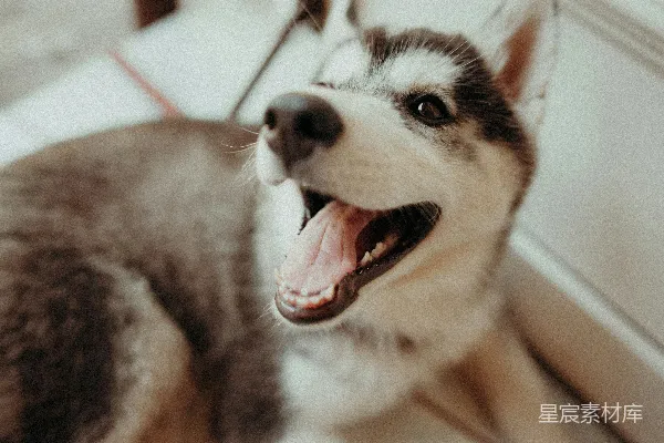 聚焦特写镜头下的幼犬