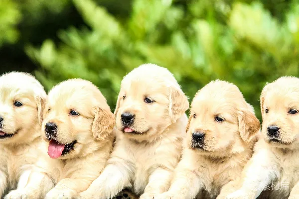 高清摄影 五只黄色拉布拉多猎犬幼犬