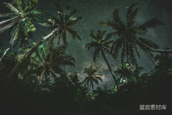 高清摄影 低角度拍摄椰子树，星星作为背景。