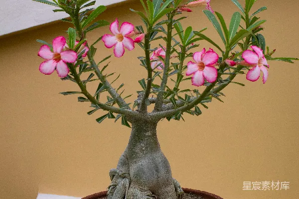 高清摄影 一棵开粉红色花的小树