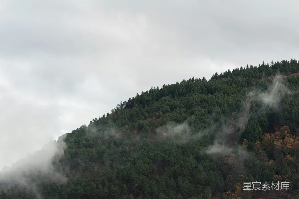 云雾缭绕的山和树在阴天中的景象