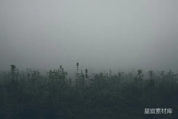 云层背景下绿色树叶的风景摄影