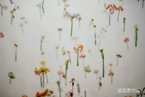 高清摄影 悬挂的玻璃试管中的花朵
