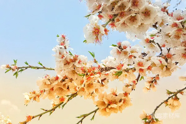 高清摄影 白云下的粉白花朵