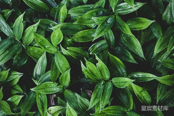 带有绿叶的植物